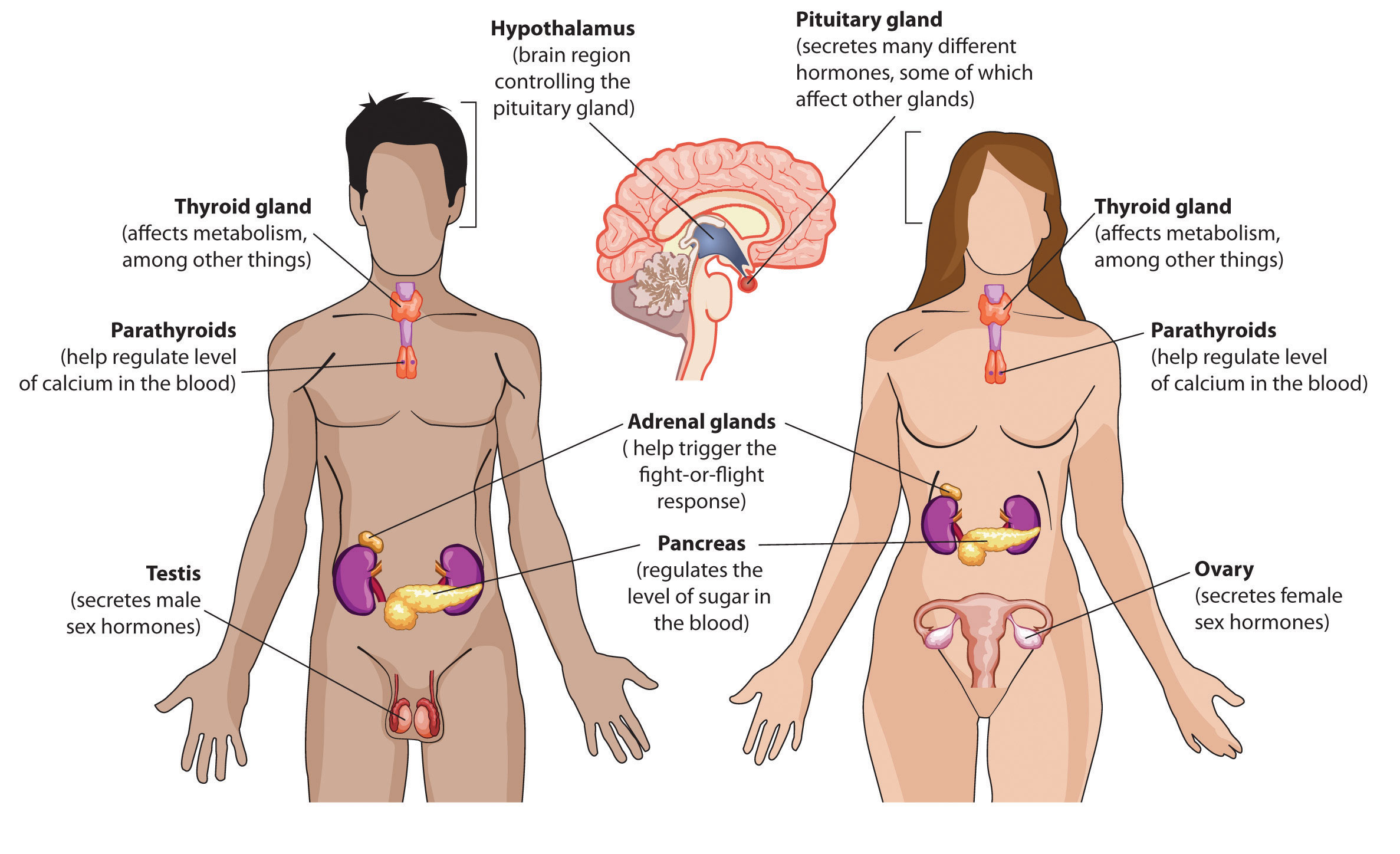 Figure 3.20 The Major Glands of the Endocrine System